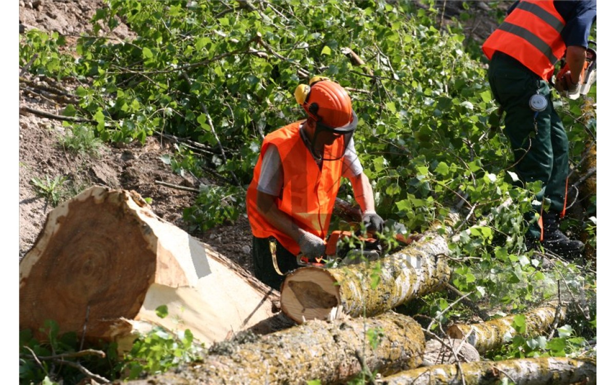 Laikas pradėti ruoštis naujam miškų tvarkymo sezonui